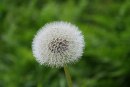 شهرزاد&nbsp;فروغی