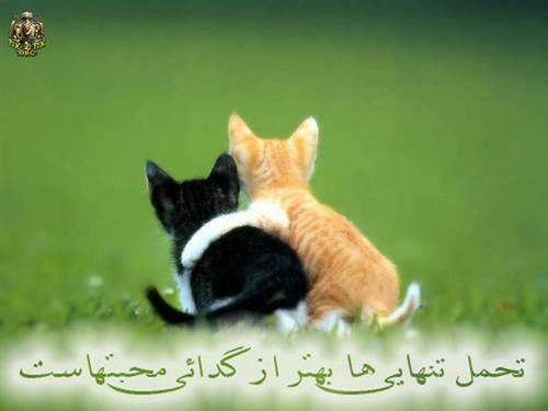 vialon&nbsp;.......................