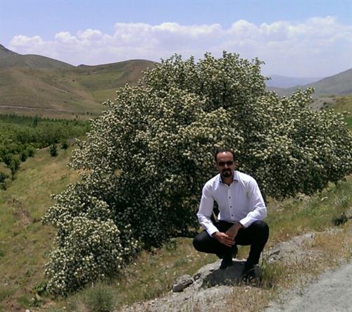 mehran&nbsp;cheraghi