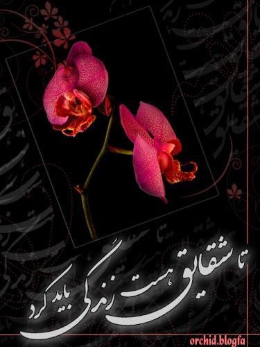 mehrdad_3838&nbsp;kamali