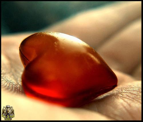 aryana&nbsp;mohtasham