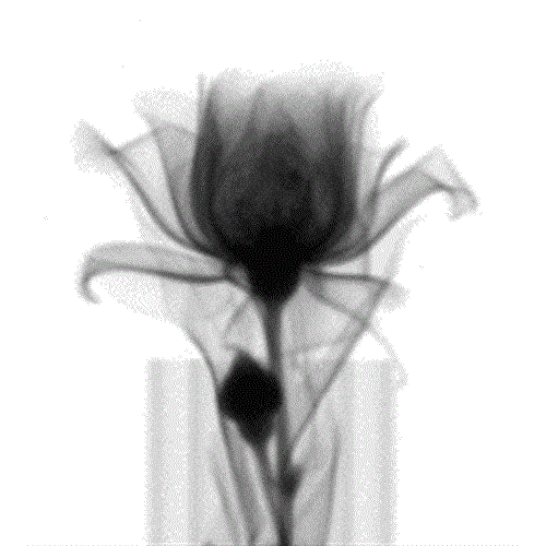 پرویز&nbsp;مرادی