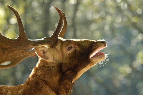 mohammad&nbsp;najafi