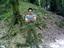 amirali