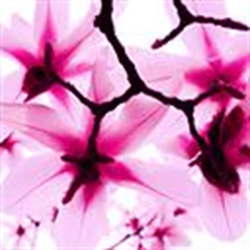 farzad&nbsp;shafizadh