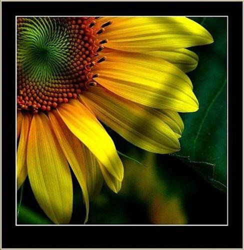 سایه&nbsp;یگانه