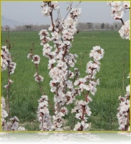 tanhatarin&nbsp;shadkam