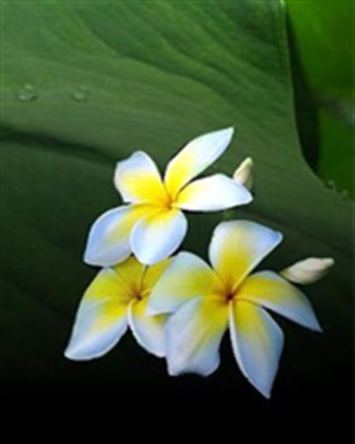 sanaz&nbsp;esmaeelzade