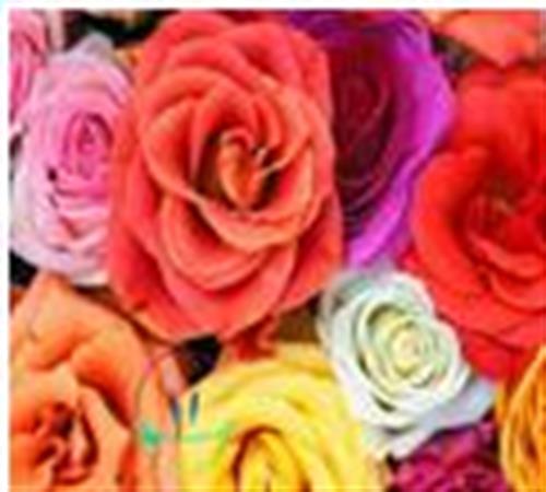 yashar&nbsp;alikhani