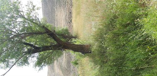 امیر&nbsp;علی