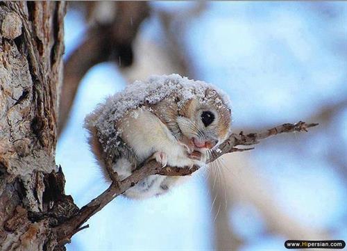 سروناز&nbsp;محرابی
