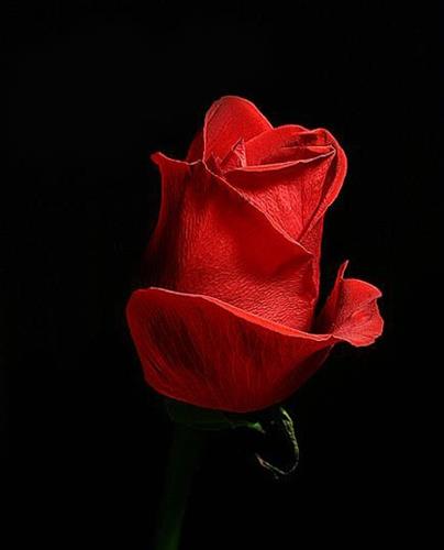 mohammad reza&nbsp;........