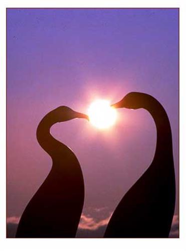 zari&nbsp;khoshbakht