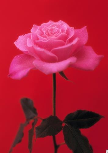 majid&nbsp;azadbakht