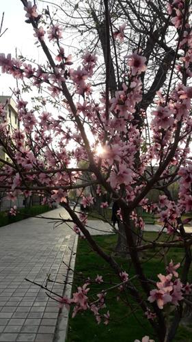 پرولش&nbsp;اشمش