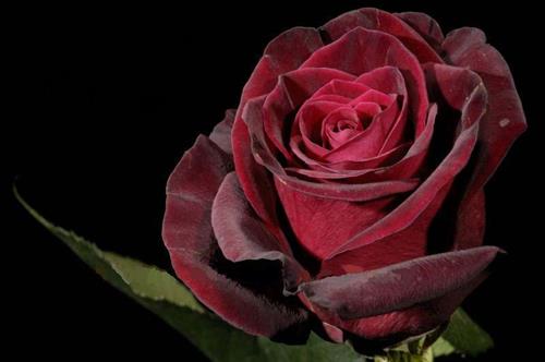 gholamreza&nbsp;miraki