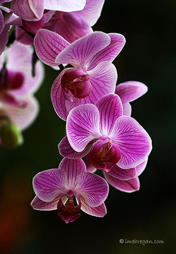 amirali&nbsp;mohamad