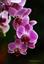 amirali