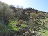 vilaforosh