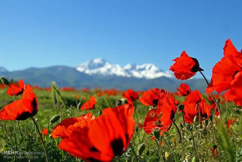 مهدی&nbsp;محمدی