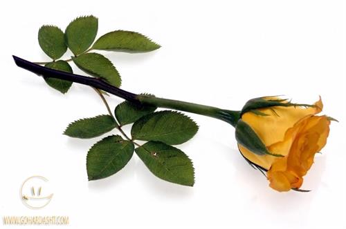 nazanin&nbsp;shokrani