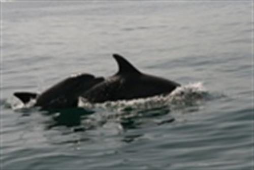 سینا&nbsp;صادقی