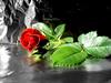 shahab