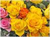 hamed