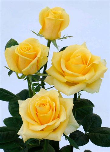 nastaran&nbsp;kabiri