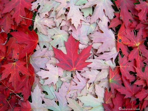 mohammad reza&nbsp;--------