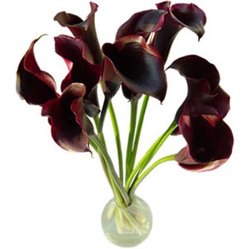 hossein&nbsp;ahmadlo