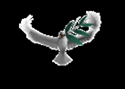 mehran&nbsp;mohamadi