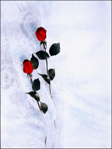 ramin_sensetive&nbsp;shafiee