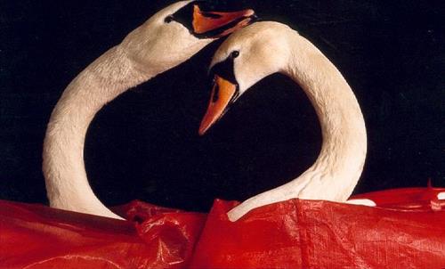 bahram&nbsp;mohammadpoor