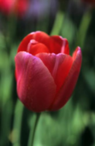 ramin&nbsp;     ramin