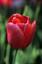 ramin