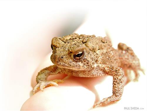 mahtab&nbsp;mohamadi