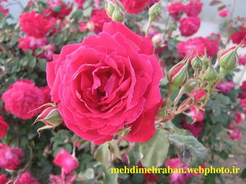 siamak&nbsp;valadbaygi