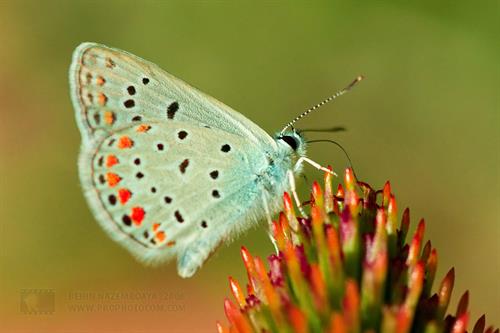 parsa&nbsp;ahmad zadeh