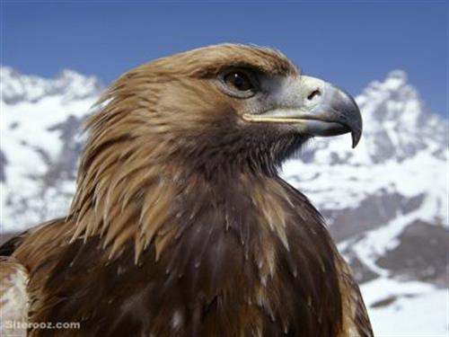 kambiz&nbsp;jafarsalehi