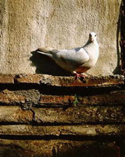 mohsen&nbsp;rahgozar