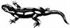 salamanders