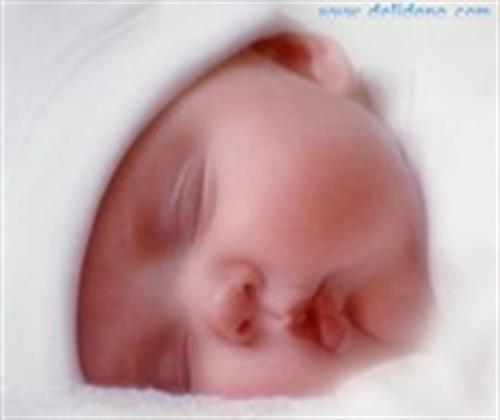 maryam(seniorita)&nbsp;iceflower