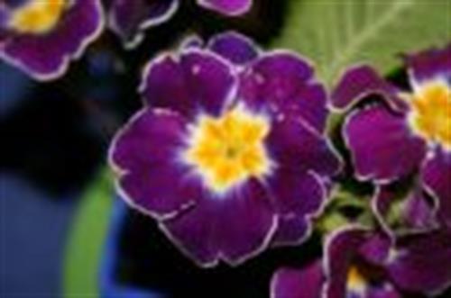 sharareh&nbsp;ahmadi