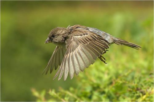 ashkan&nbsp;pourasadi